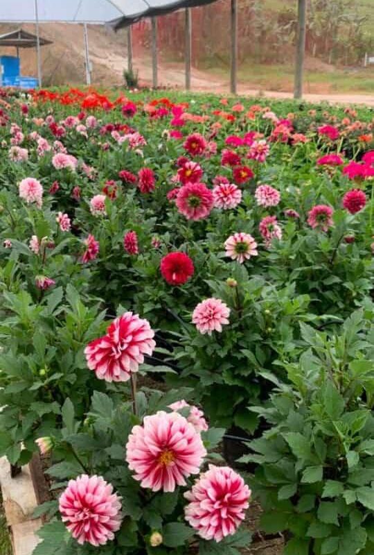 MINI DAHLIA