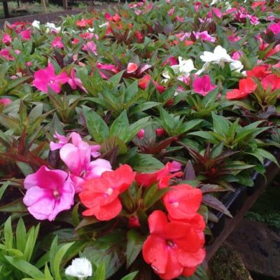 IMPATIENS DE SOMBRA