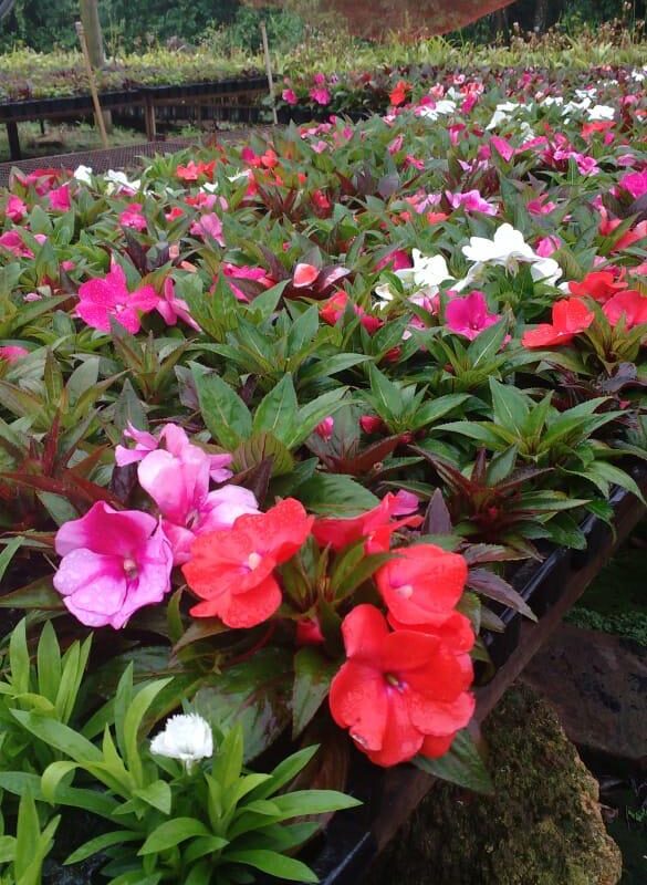 IMPATIENS DE SOMBRA