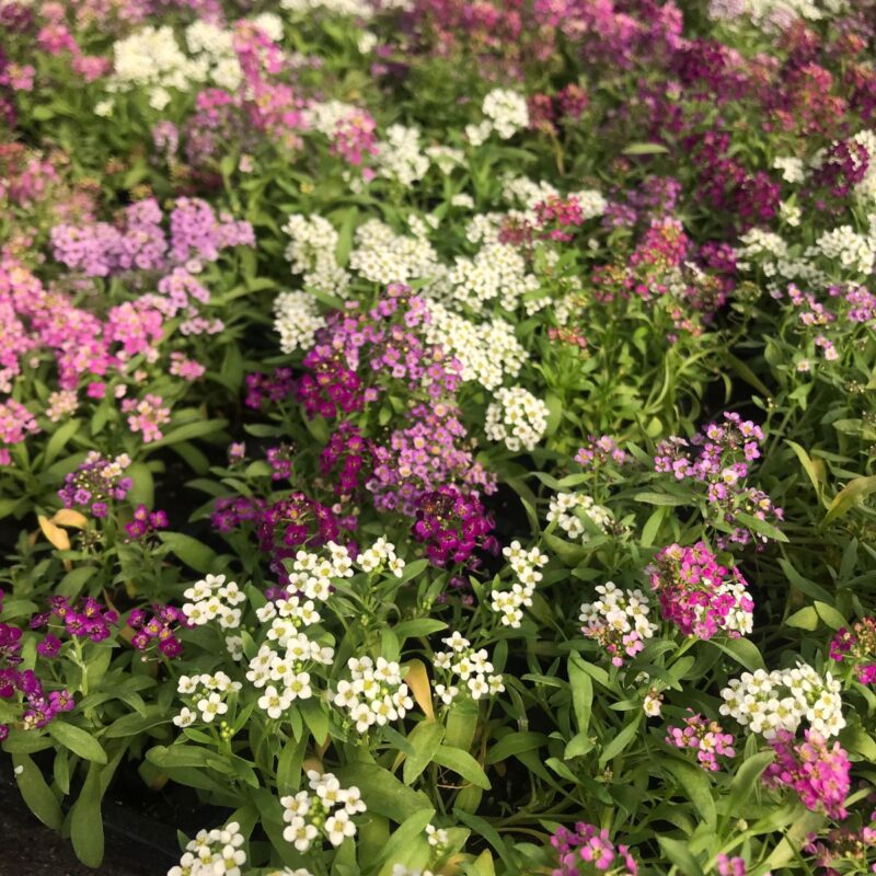FLOR DE MEL MIX