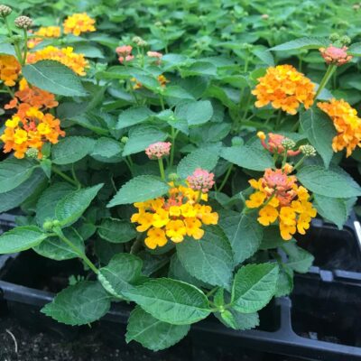 LANTANA LARANJA