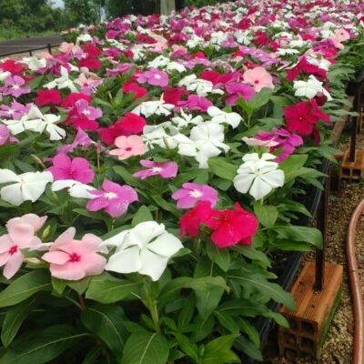 VINCA