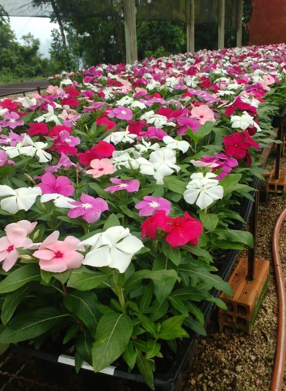 VINCA