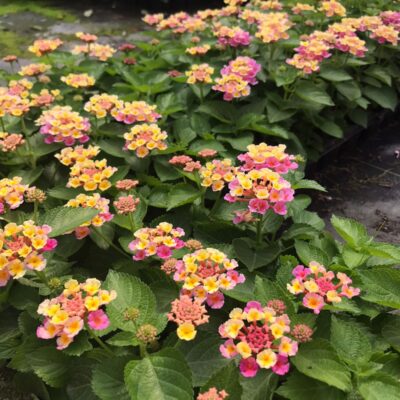 LANTANA PINK