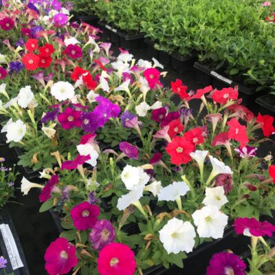 PETUNIA MINI