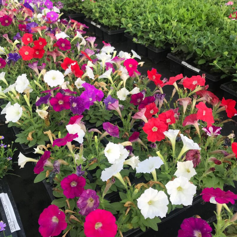 PETUNIA MINI