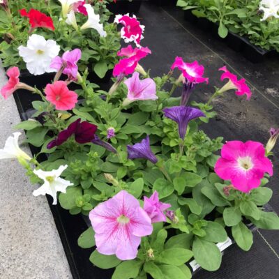 PETUNIA