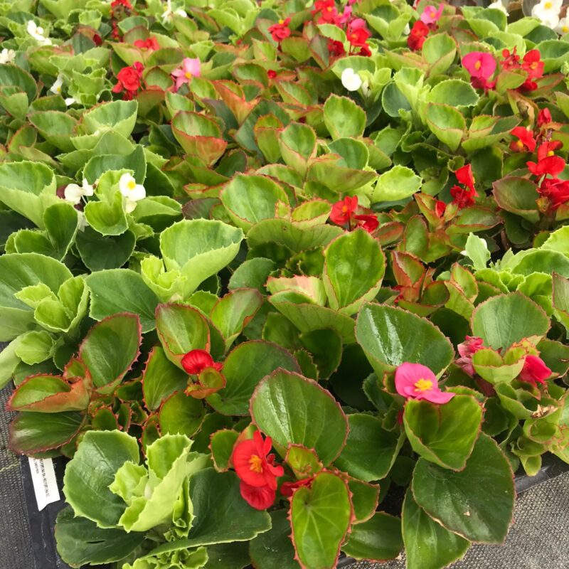 BEGÔNIA VERDE