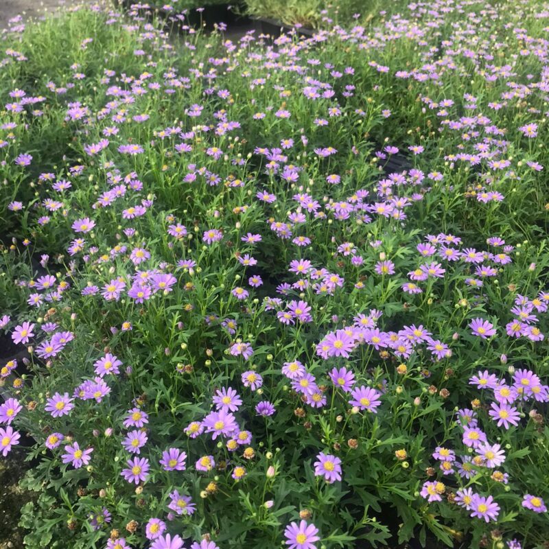 MARGARIDA DA PEDRA LILAS