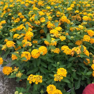 LANTANA AMARELA