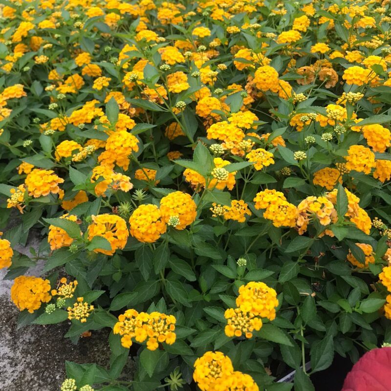 LANTANA AMARELA