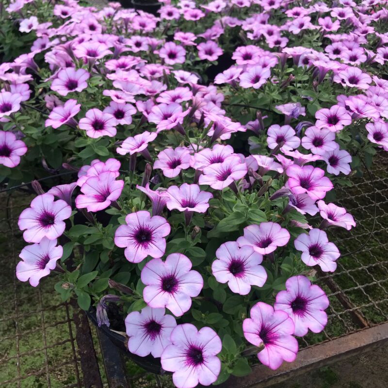 PETUNIA CUIA (13)