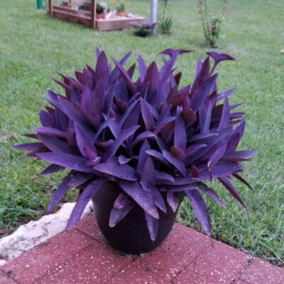 TRAPOERABA ROXA
