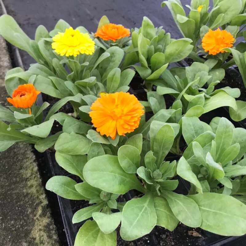 CALENDULA