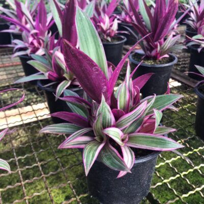 ABACAXI ROSA