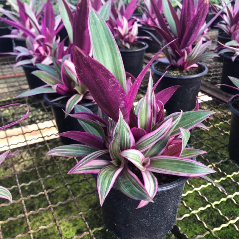 ABACAXI ROSA