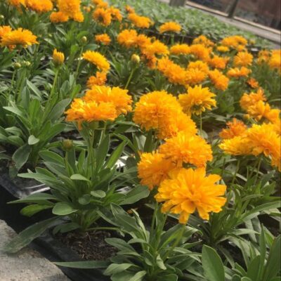 COREOPSIS