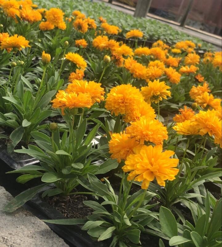 COREOPSIS