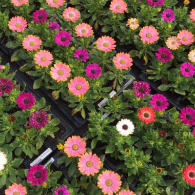 OSTEOSPERMUM