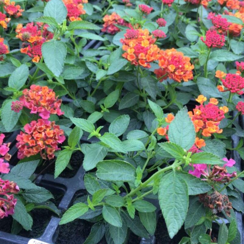 LANTANA PASSIONFRUIT