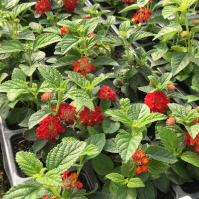 LANTANA LARANJA/VERMLEHA