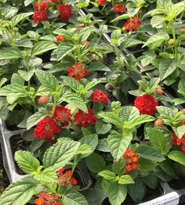 LANTANA LARANJA/VERMLEHA