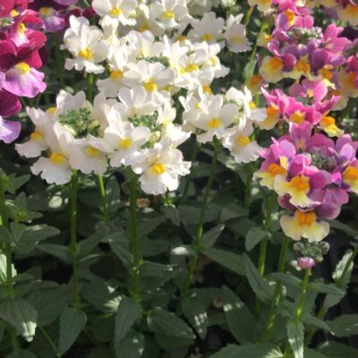 NEMESIA