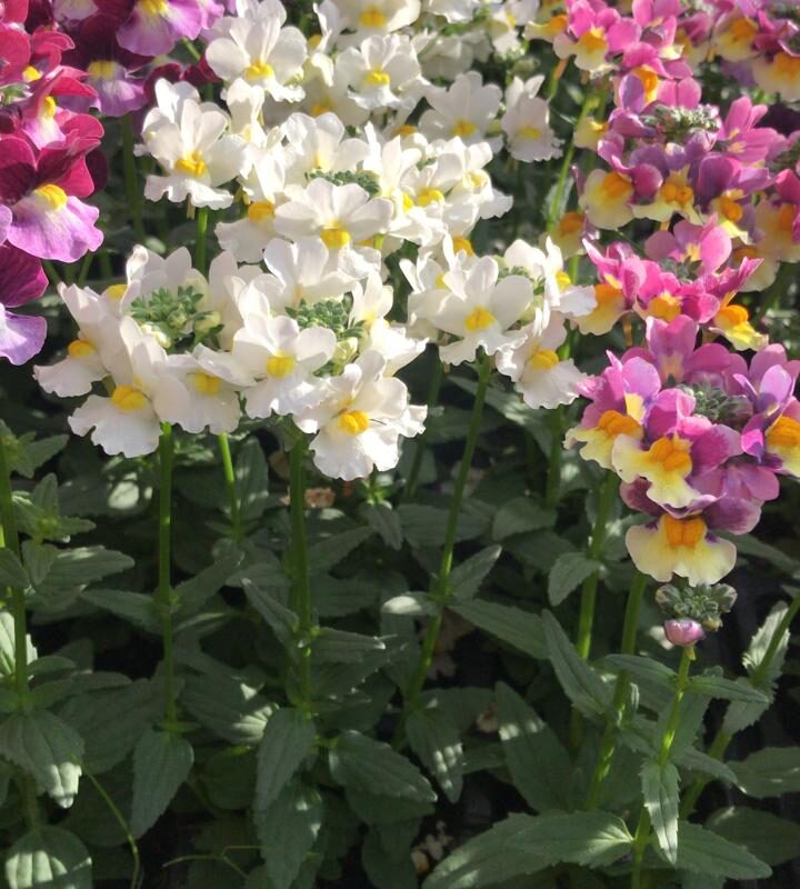 NEMESIA