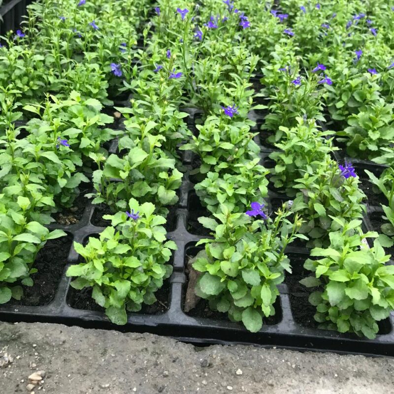 LOBELIA