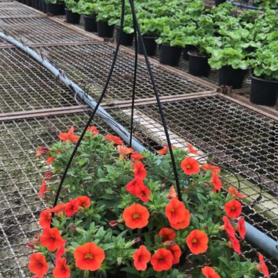 PETUNIA CUIA (5)
