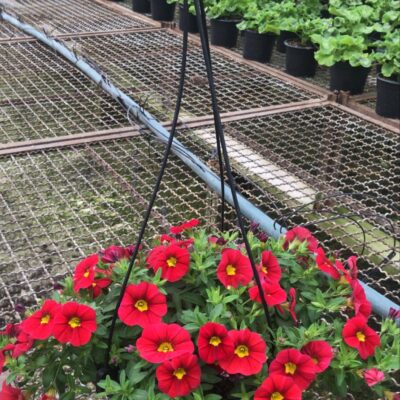 PETUNIA CUIA (4)