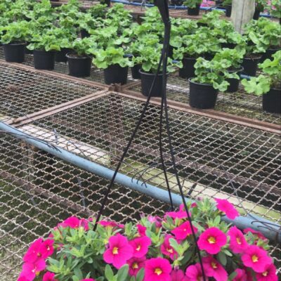 PETUNIA CUIA (7)