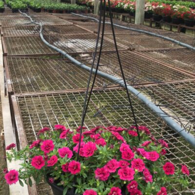PETUNIA CUIA (6)