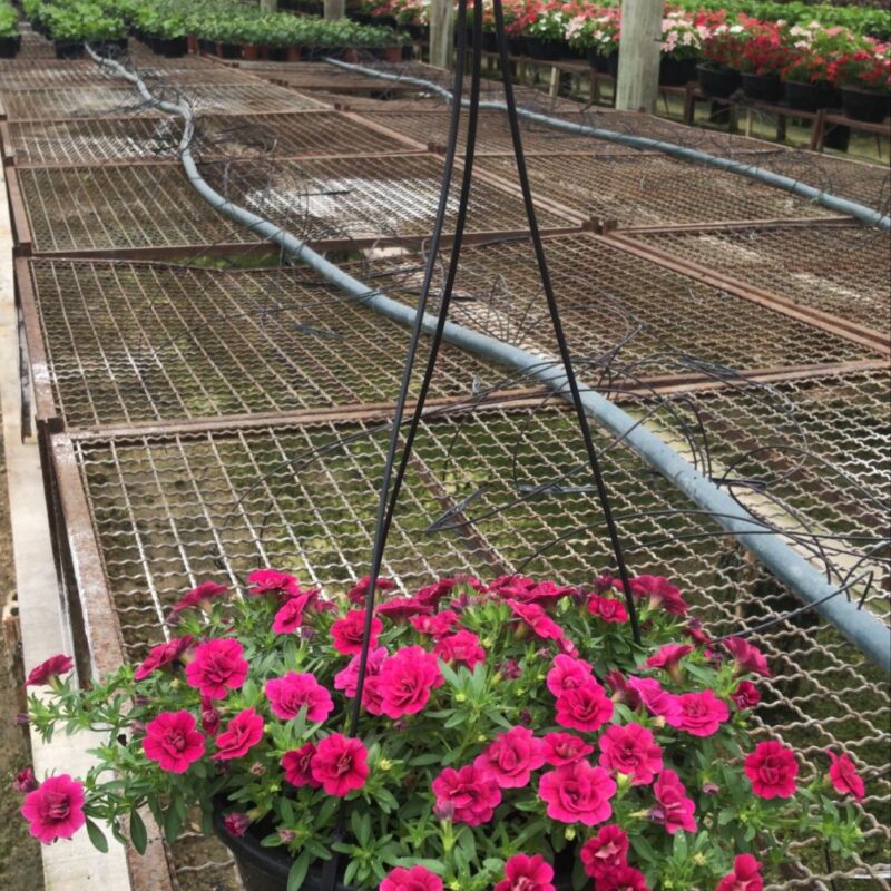 PETUNIA CUIA (6)
