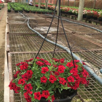 PETUNIA CUIA (2)