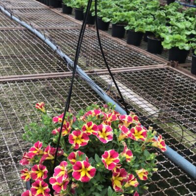 PETUNIA CUIA (3)