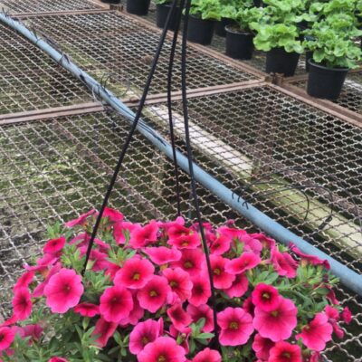 PETUNIA CUIA (12)