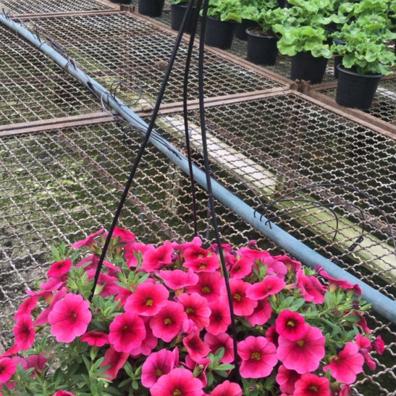 PETUNIA CUIA (12)