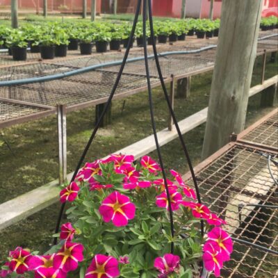 PETUNIA CUIA (1)