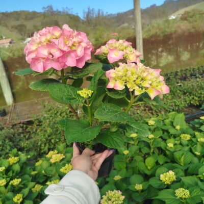 HORTÊNCIA ROSA