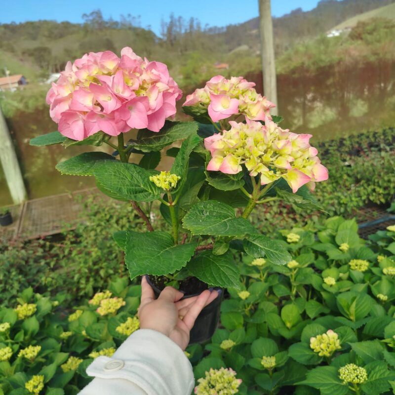 HORTÊNCIA ROSA