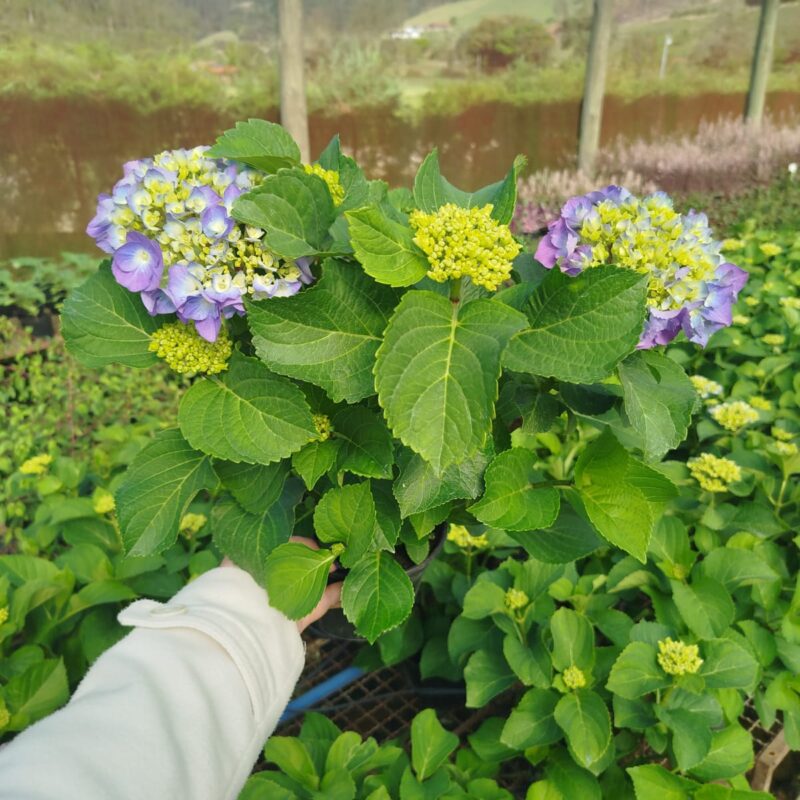 HORTÊNCIA AZUL