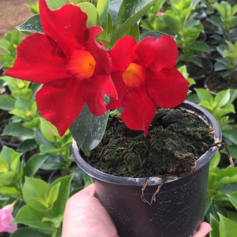 DIPLADENIA VERMELHA VASO