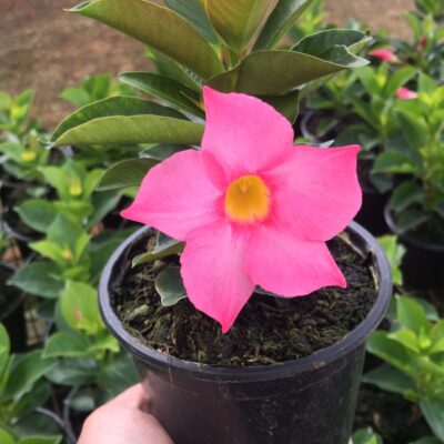 DIPLADENIA ROSA VASO