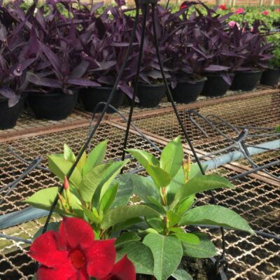 DIPLADENIA VERMELHA CUIA