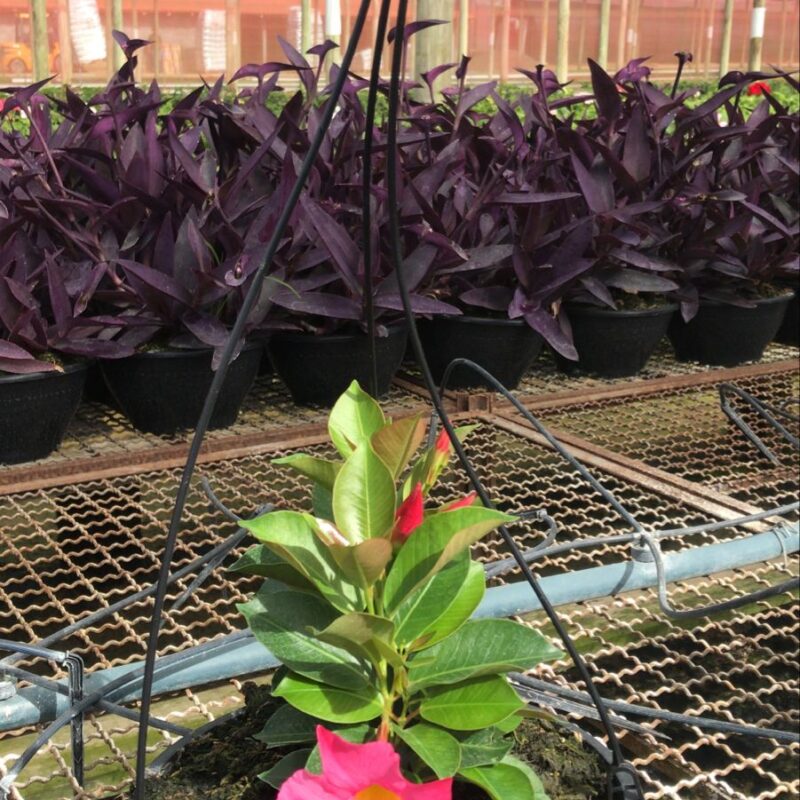 DIPLADENIA ROSA CUIA