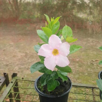 DIPLADENIA ROSA CLARO VASO