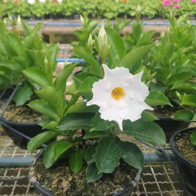 DIPLADENIA BRANCA CUIA