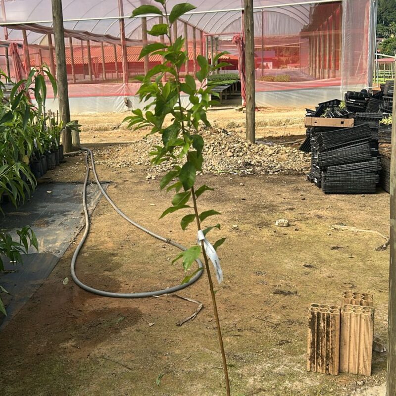 AMEIXA RUBINEL