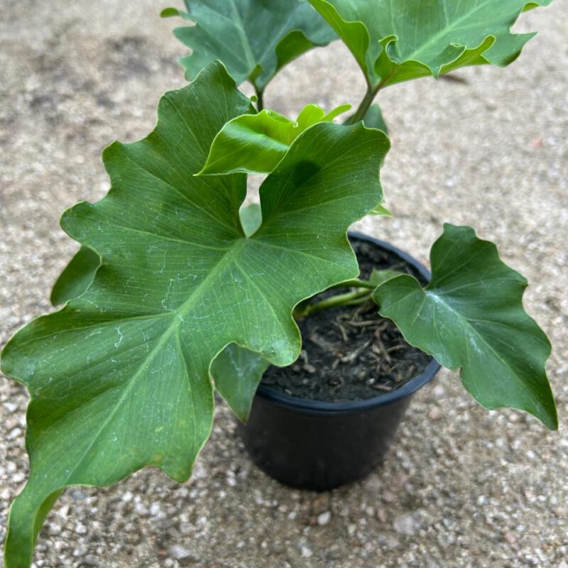 GUAIMBÉ